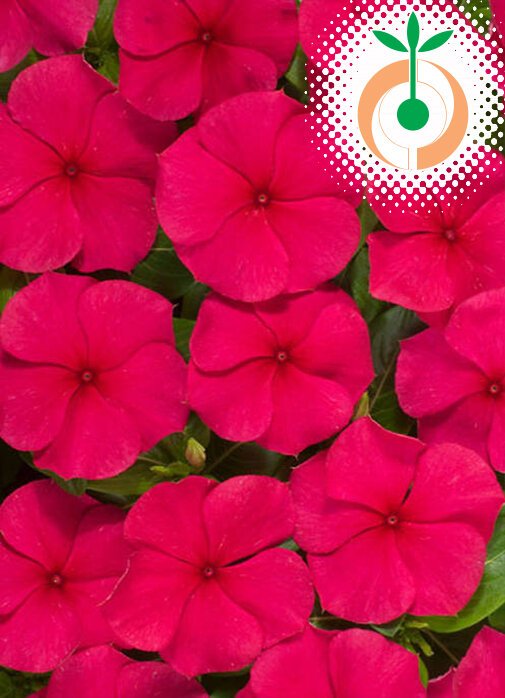 Винка Heatwave Red
