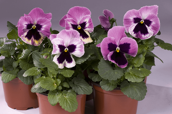 Виола Cello Pink Shades With Blotch F1