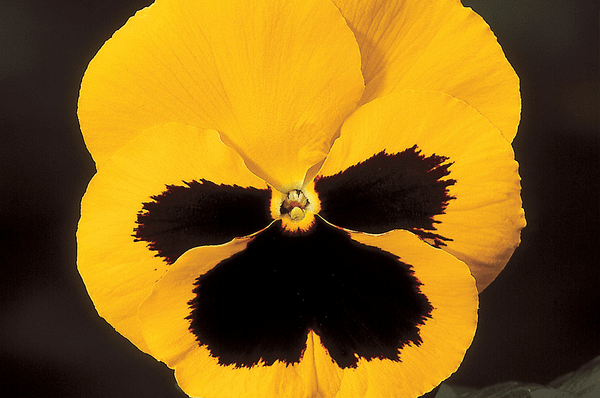 Виола Cello Yellow With Blotch F1