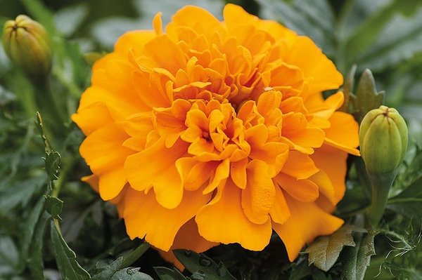 Тагетес patula nana Chica Orange